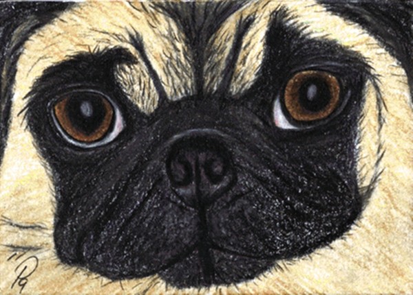 Pug Dog