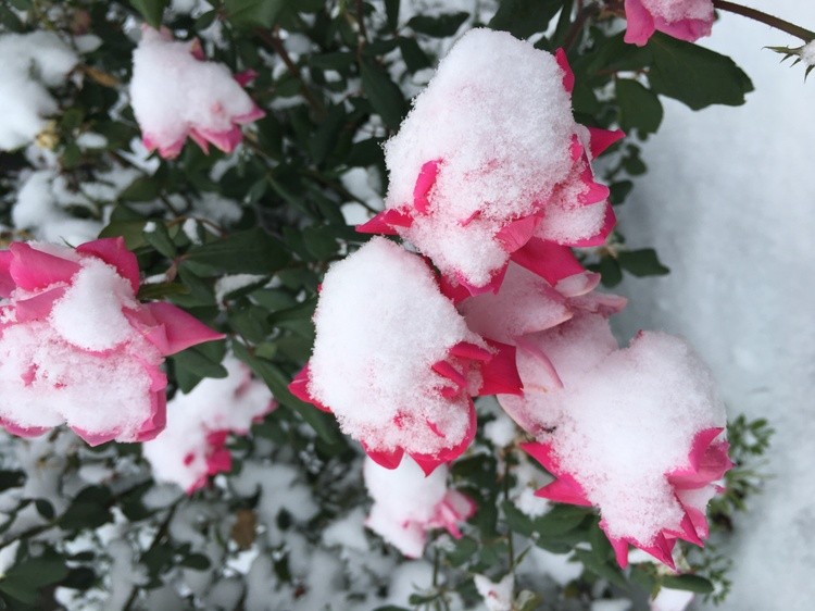 The Winter Rose