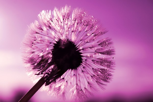 Dandelion