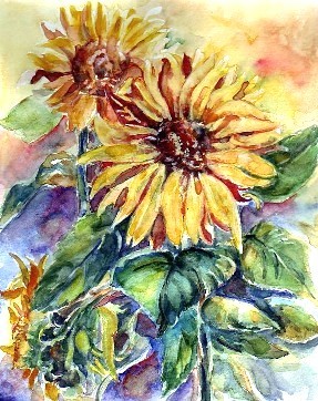 sunflower