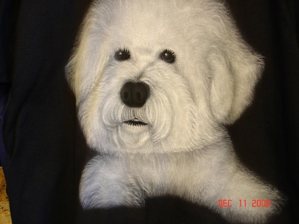 dog portrait