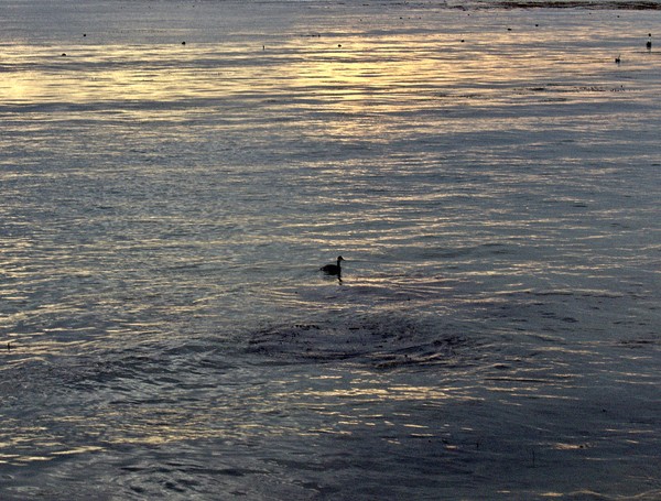 Evening Bird