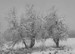 Two Trees