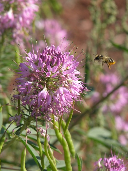 Bee with Flower