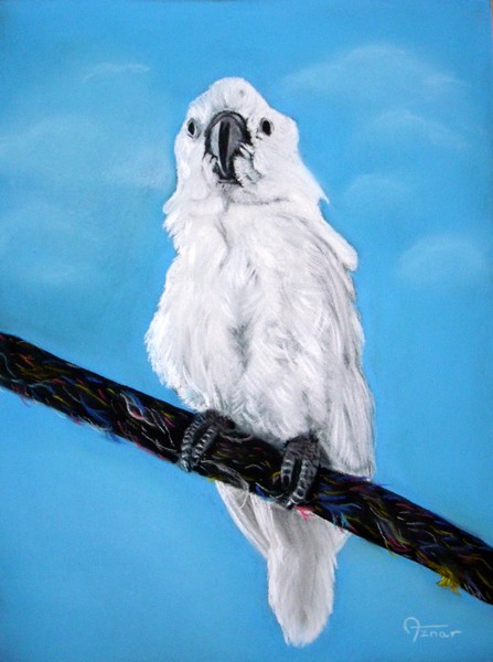 cockatoo