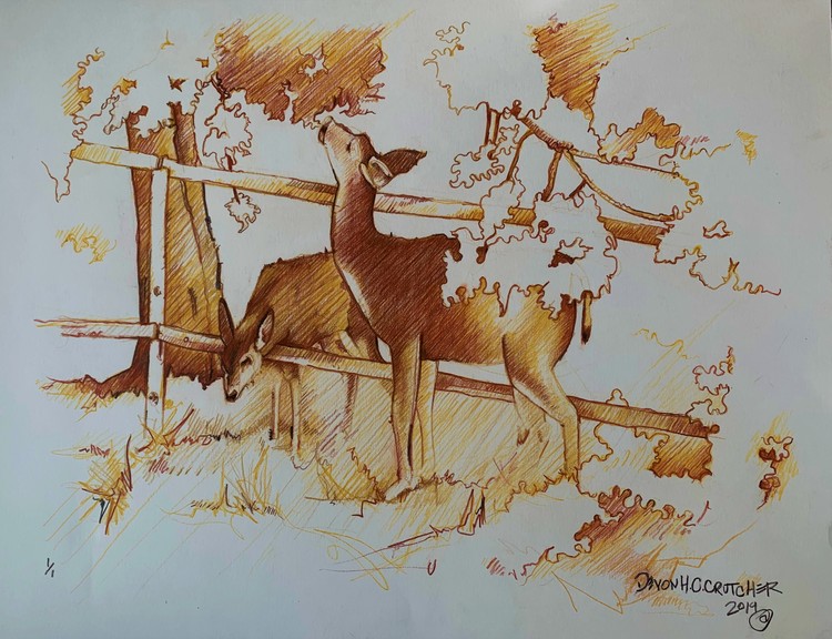 sketching deer in the yard