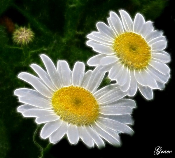 Field Daisies
