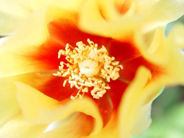 Another Cactus Flower....