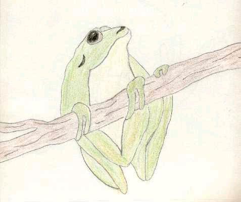 Curios Frog