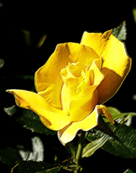 Pastel in Yellow. ne1011