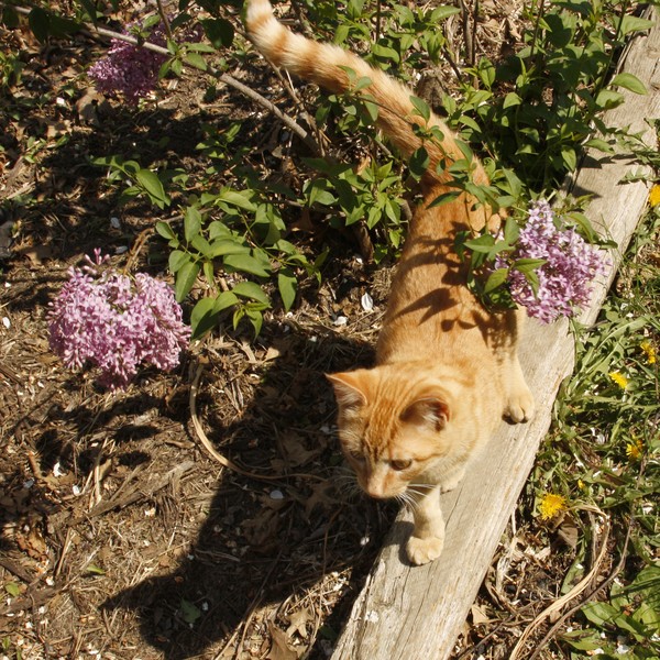 Ginger and Lilacs  ne1093