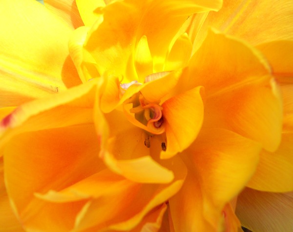 Yellow tulip