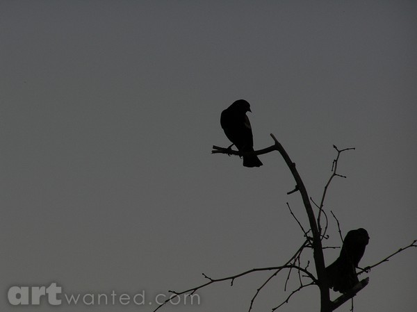 Evening Birds