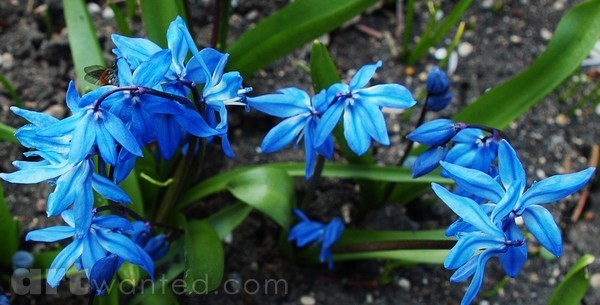 BLUE FLOWER FLY