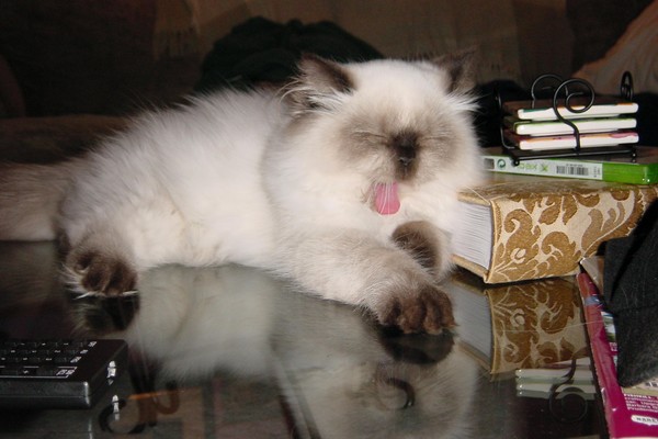 Yawning Himmy Kitten