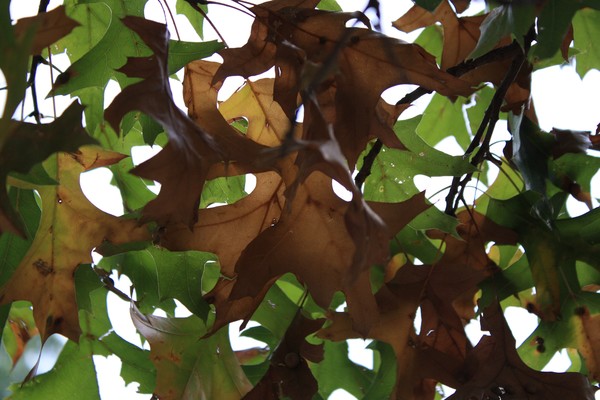 Changing leaves