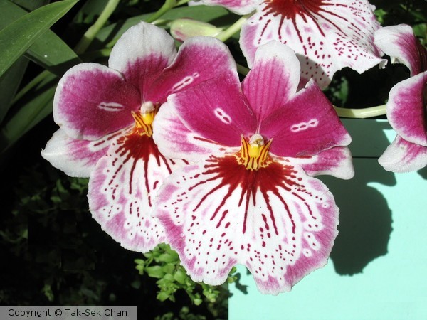 Pansy Orchid