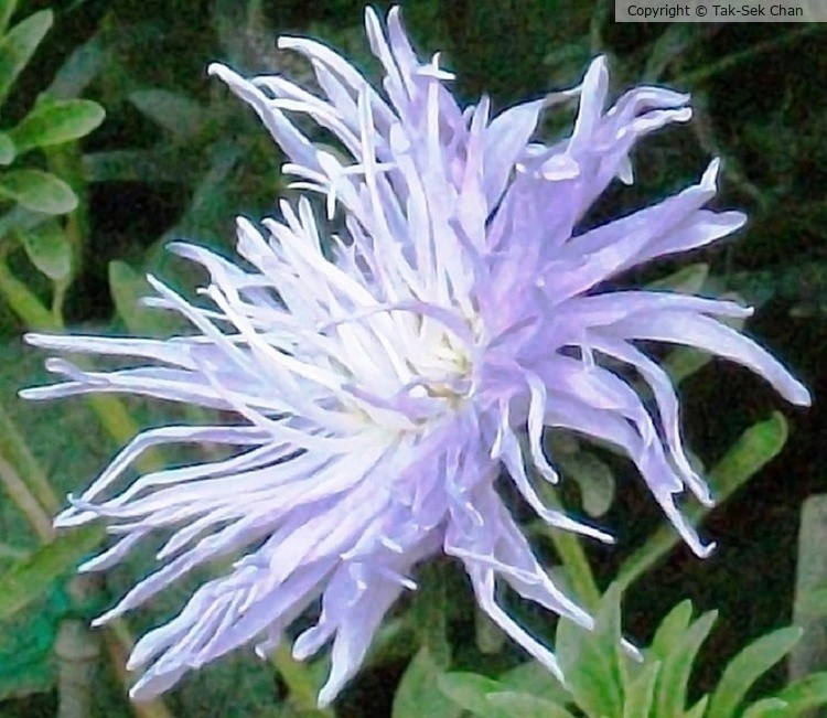 Dandranthema morifolium, Alaska 2012