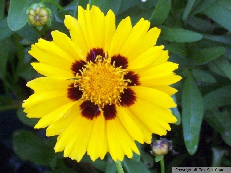 Coreopsis drummondii, 07-13-2011