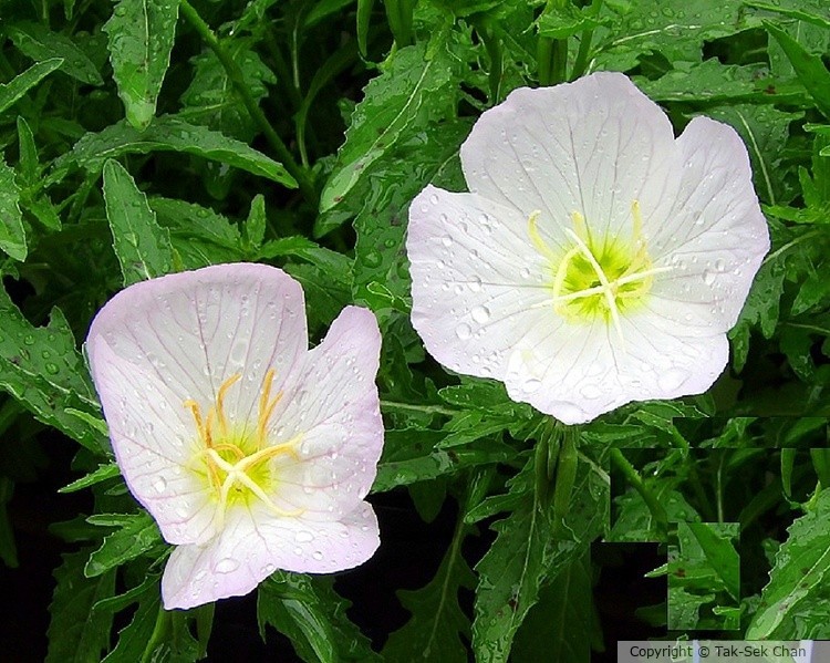 Evening Primrose ???(Oenothera rosea), Russell's, Wayland, MA, USA, 07-02-2023