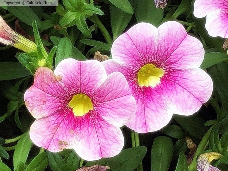 Petunia, Russell's, Wayland, MA, 05-18-2025