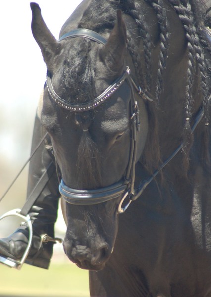 Fresian