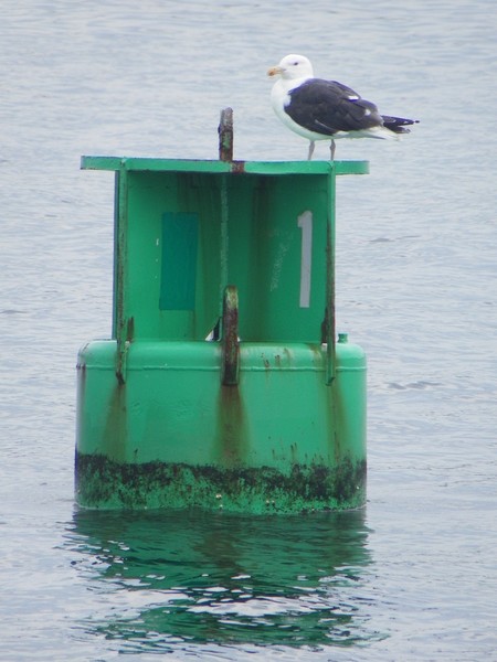 floating at sea