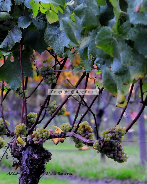Techni-Color Grapes