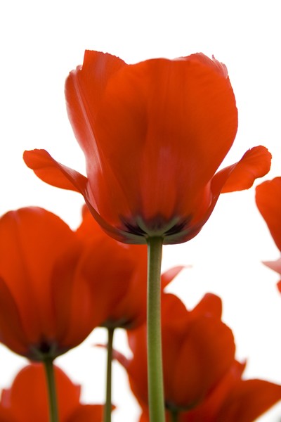 Large Red Tulips