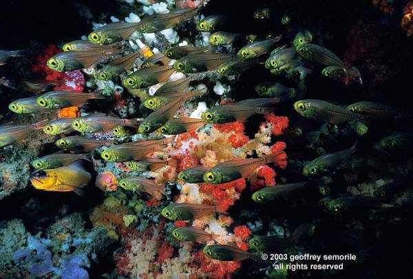 RUSH HOUR REEF
