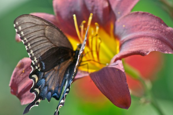 Butterfly on a day lilly