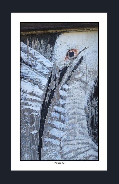 Pelican#2 11x17