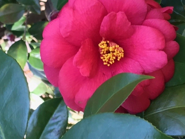 My Camellias 2