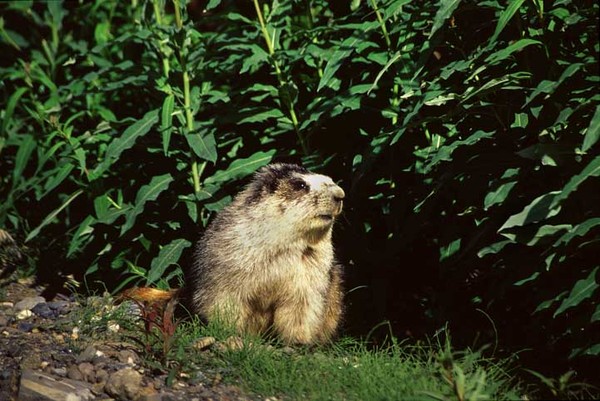 Hoary Marmot by Gary Glass | ArtWanted.com