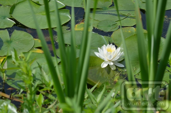 Water Lily