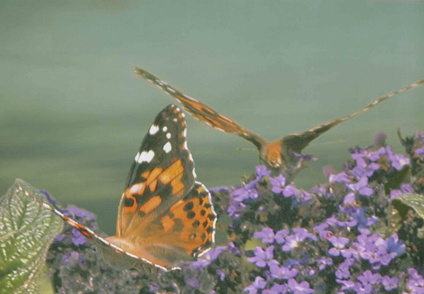 BIG BUTTERFLYS