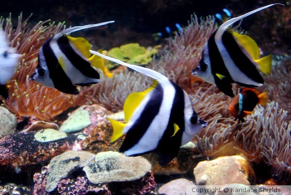 Schooling Bannerfish