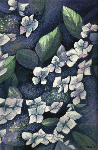 Hydrangea