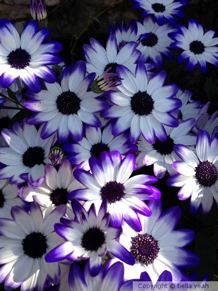 sun dappled senetti