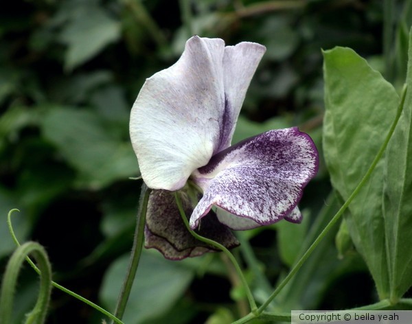 heritage sweet pea bloom