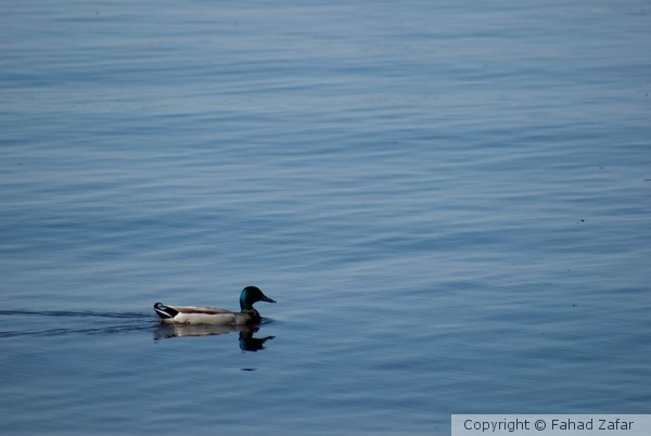The graceful paddler.
