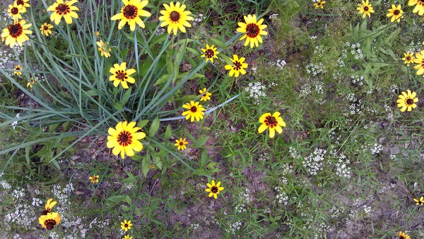 Trail Flowers 2