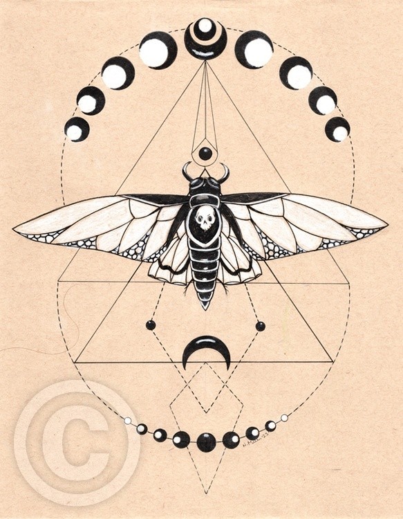 Beetle Drawing