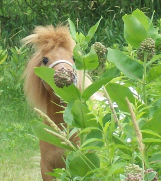 Rosie In the Milkweed