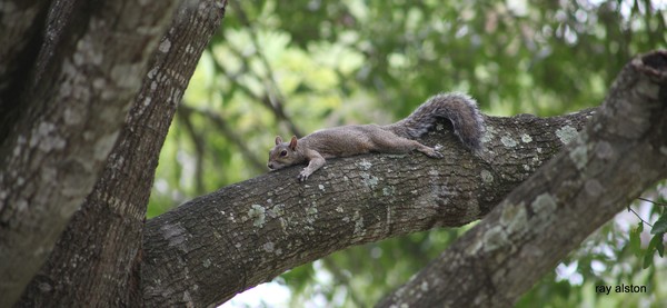 chillin squirrel 
