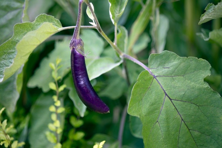 Eggplant on Vine