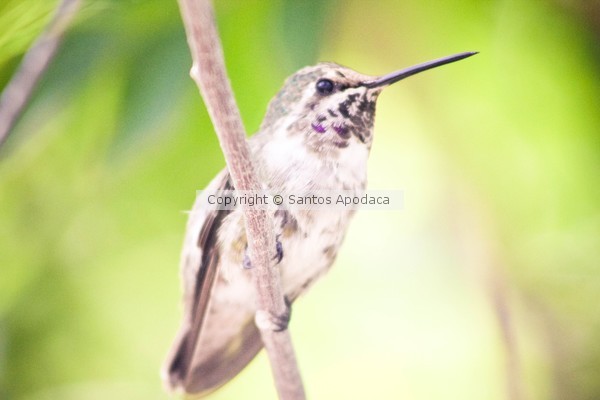 Hummingbird Heartbeat 
