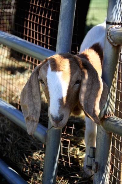 On the Farm