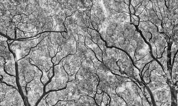 monochrome nature 1