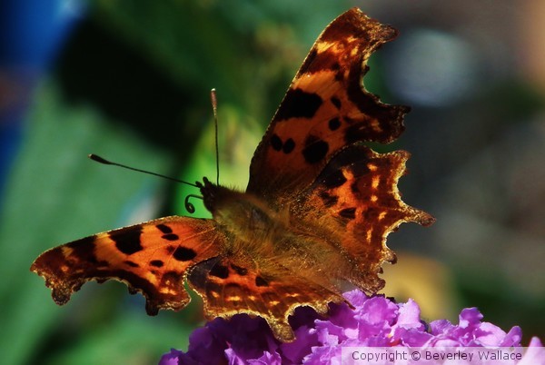 Dappled 